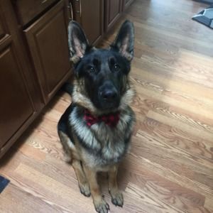 Meet your Posher, Casey